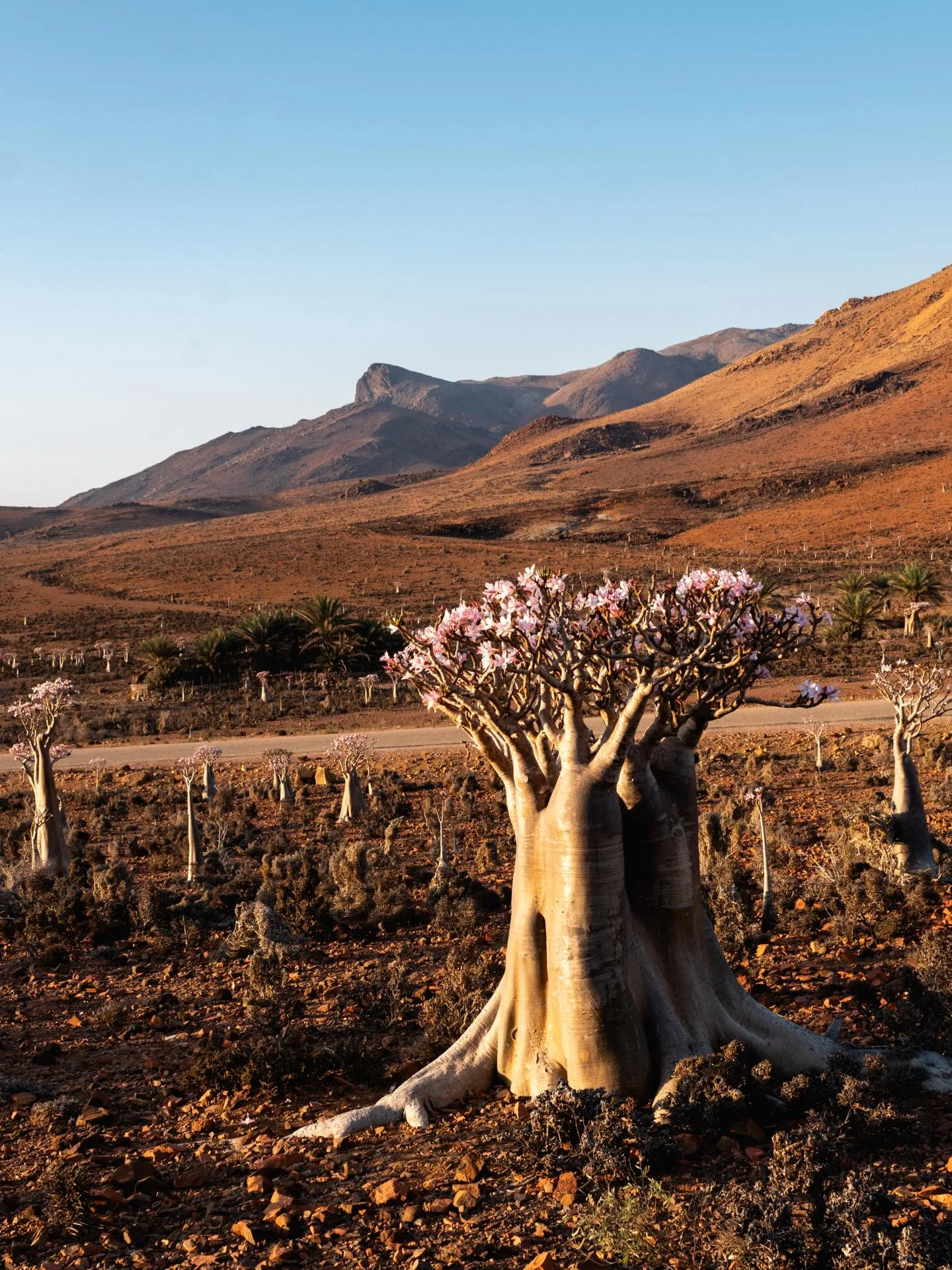 Bottle Tree growing on Socotra Island
