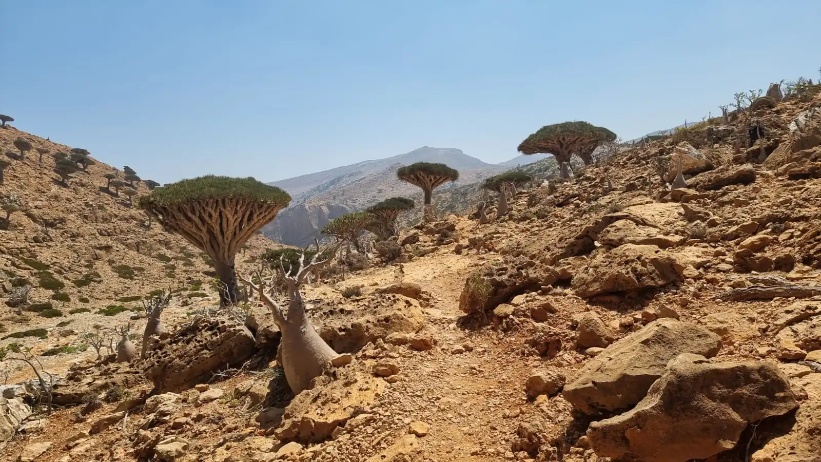 Scenic landscape of Socotra Island