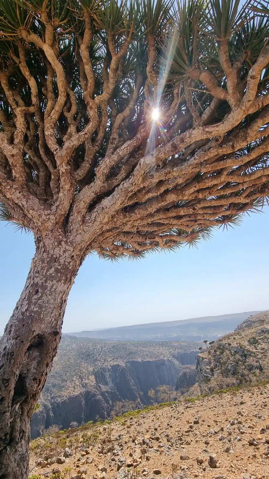 Dragon Blood Tree on Socotra Island