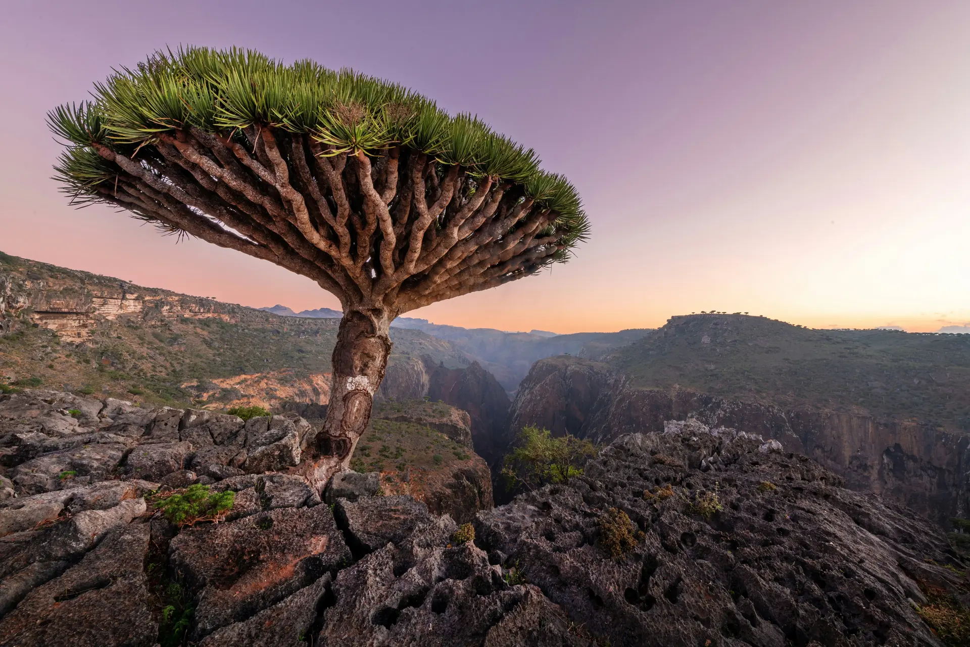 Dragon Blood Tree in Socotra